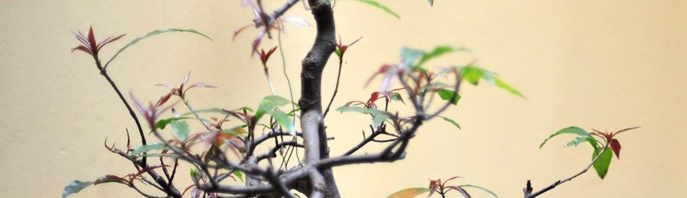 Ayurveda & Yoga Wien, individuell auf Sie abgestimmt